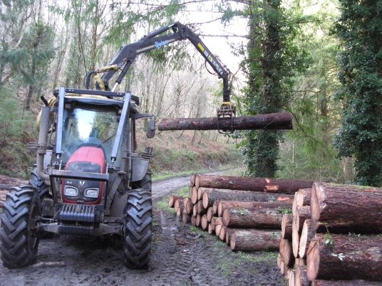 Logs stacked ready for milling