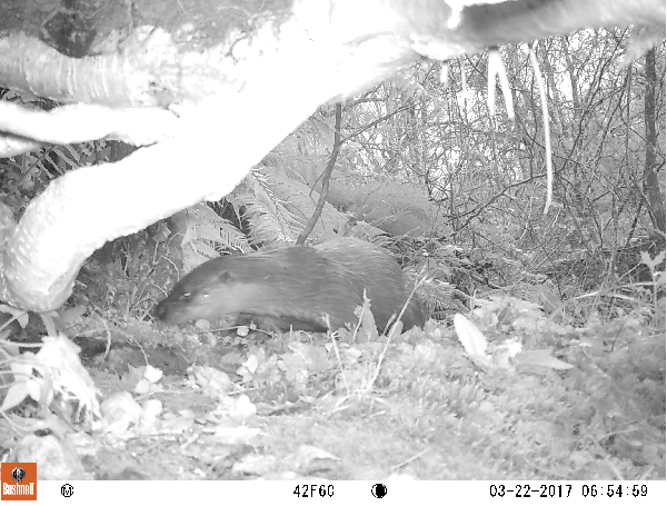 Otter on Trail Camera.Bovey